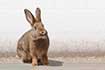 Hase Eigenschaften Hase Eigenschaften
