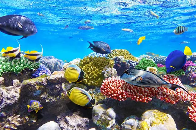 Berufshoroskop Fische kostenlos – Für Arbeit und Arbeitskollegen Berufshoroskop Fische kostenlos – Für Arbeit und Arbeitskollegen