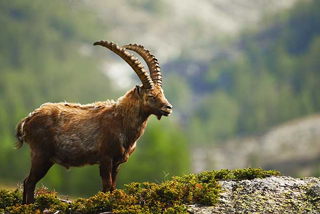 Flirten mit steinbock mann