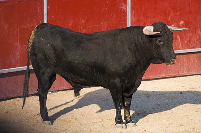 Berufshoroskop Stier kostenlos - Für Arbeit und Arbeitskollegen