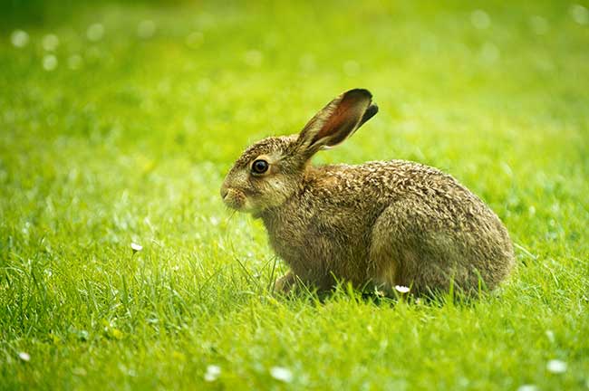 Chinesisches Horoskop 2014 Hase: Chinesisches Jahreshoroskop 2014 Chinesisches Horoskop 2014 Hase: Chinesisches Jahreshoroskop 2014