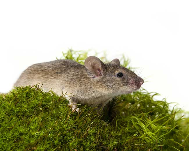 Chinesisches Horoskop 2014 Ratte: Chinesisches Jahreshoroskop 2014 Chinesisches Horoskop 2014 Ratte: Chinesisches Jahreshoroskop 2014