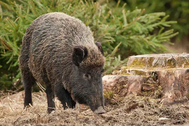 Chinesisches Horoskop 2014 Schwein: Chinesisches Jahreshoroskop 2014