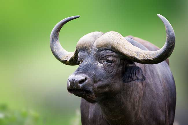 Chinesisches Horoskop Büffel für heute : Das Tageshoroskop