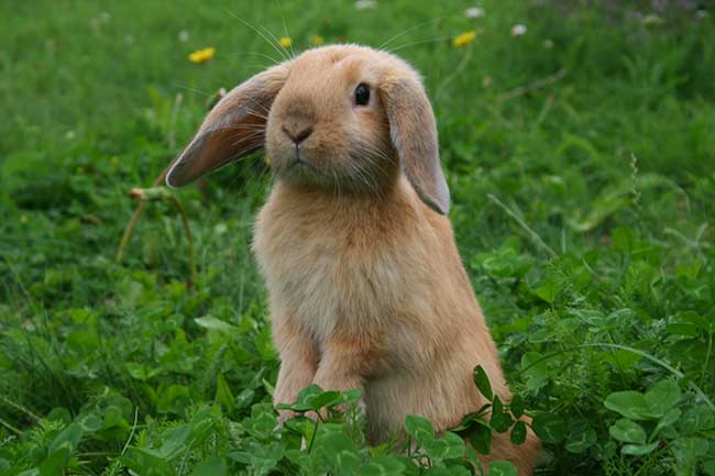 Chinesisches Horoskop Hase für heute : Das Tageshoroskop