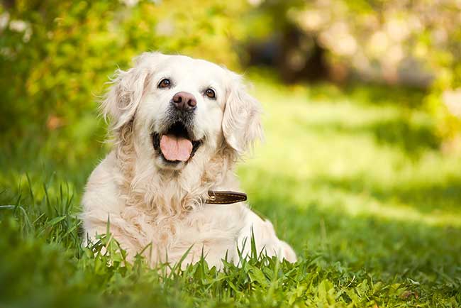 Chinesisches Horoskop Hund für heute : Das Tageshoroskop