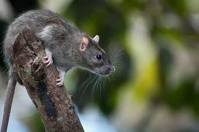 Chinesisches Horoskop Ratte für heute : Das Tageshoroskop