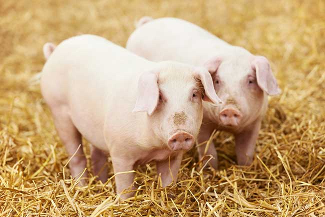 Chinesisches Horoskop Schwein für heute : Das Tageshoroskop