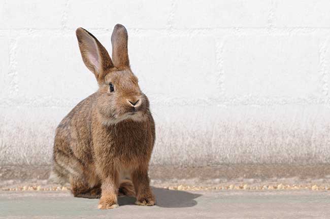 Chinesisches Sternzeichen Hase: Beschreibung & Eigenschaften