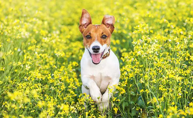 Chinesisches Sternzeichen Hund: Beschreibung & Eigenschaften