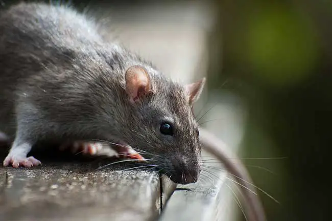 Chinesisches Sternzeichen Ratte: Beschreibung & Eigenschaften