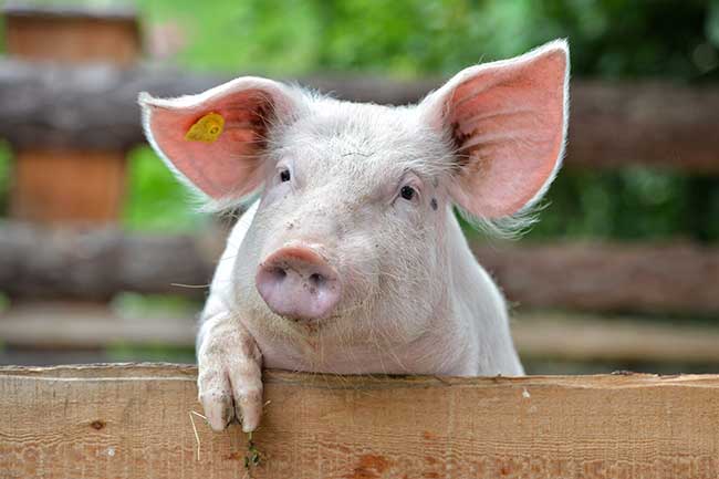 Chinesisches Sternzeichen Schwein: Beschreibung & Eigenschaften
