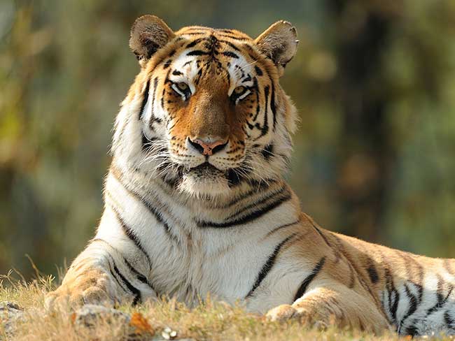 Chinesisches Sternzeichen Tiger: Beschreibung & Eigenschaften