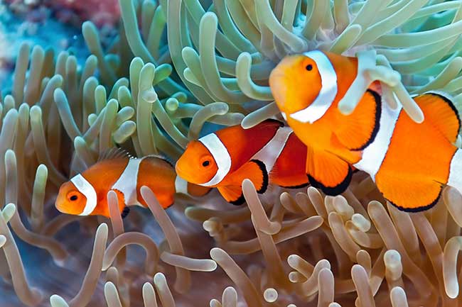 Fische Horoskop dieser Monat | Monatshoroskop kostenlos Fische Horoskop dieser Monat | Monatshoroskop kostenlos