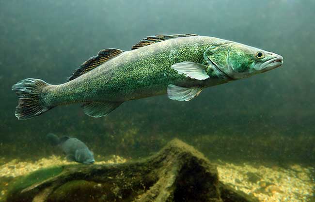 Fische Horoskop nächster Monat|Monatshoroskop kostenlos Fische Horoskop nächster Monat|Monatshoroskop kostenlos