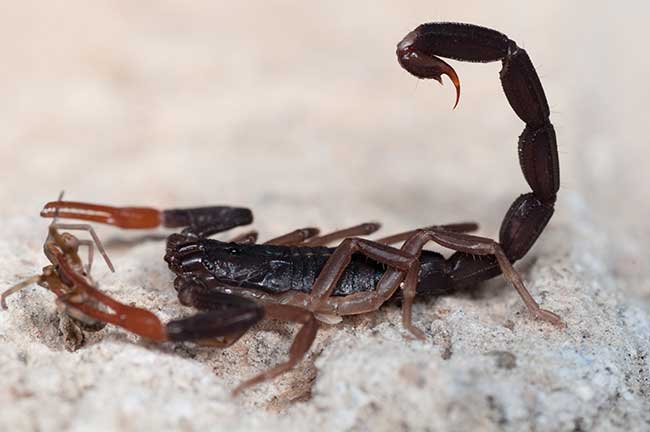 Horoskop Skorpion kostenlos Horoskop Skorpion kostenlos