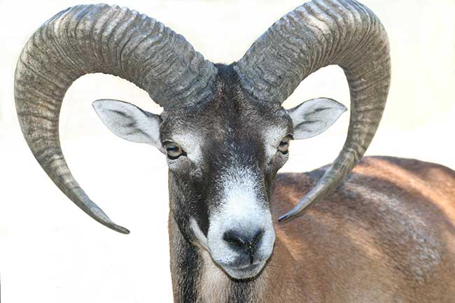 Horoskop Steinbock kostenlos