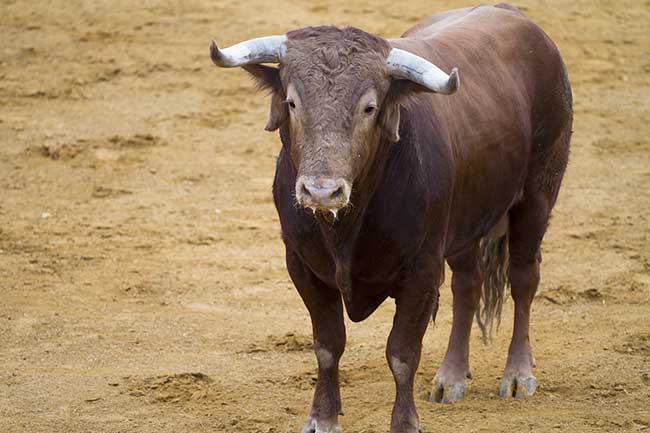 Horoskop Stier kostenlos Horoskop Stier kostenlos