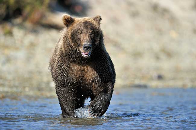 Indianisches Horoskop Sternzeichen Braunbär Eigenschaften