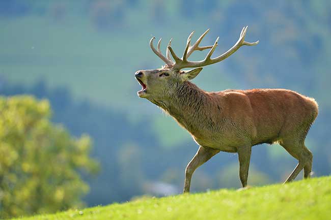 Indianisches Horoskop Sternzeichen Hirsch Eigenschaften