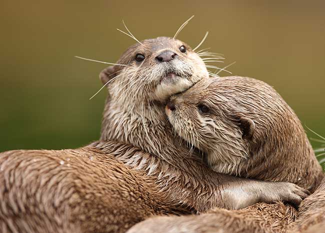 Indianisches Horoskop Sternzeichen Otter Eigenschaften