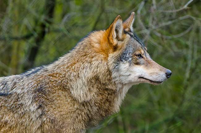 Indianisches Horoskop Sternzeichen Puma Eigenschaften