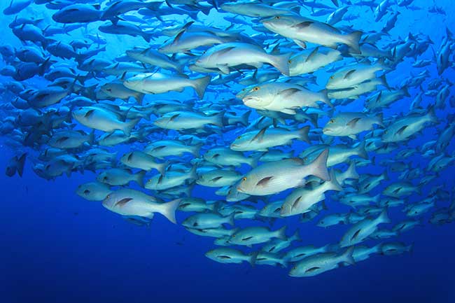 Liebeshoroskop Fische Heute Kostenlos