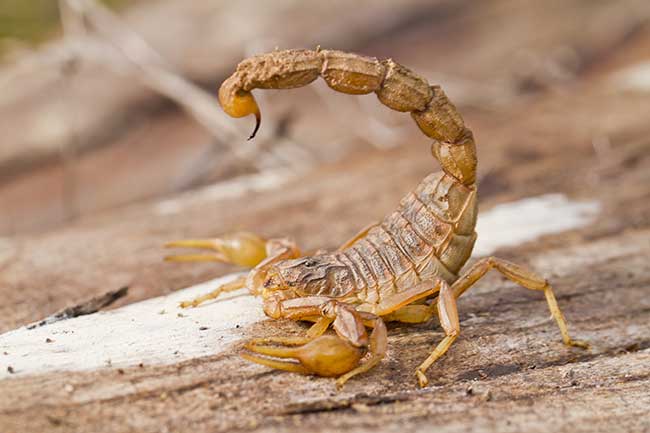Frau verliebt skorpion ist wenn Total eindeutige