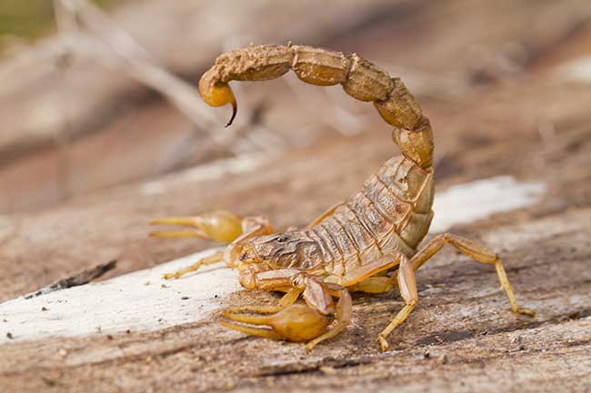 Liebeshoroskop Skorpion heute kostenlos