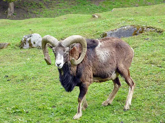 Morgen horoskop steinbock frau Steinbock