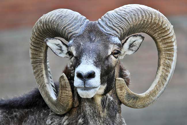 Liebeshoroskop Steinbock morgen kostenlos