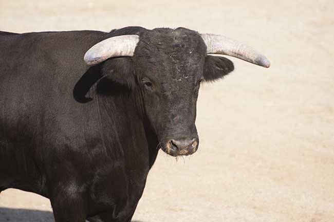 Liebeshoroskop Stier heute kostenlos