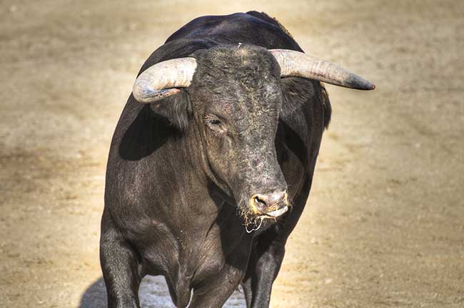 Liebeshoroskop Stier morgen kostenlos