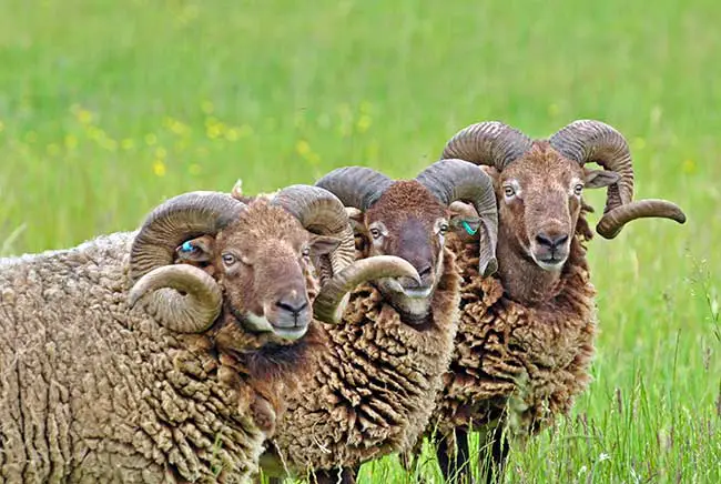 Liebeshoroskop Widder morgen kostenlos Liebeshoroskop Widder morgen kostenlos
