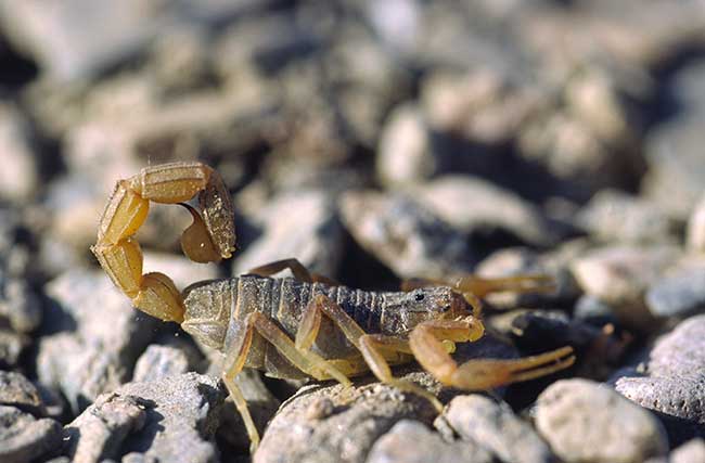 Skorpion mann beim kennenlernen