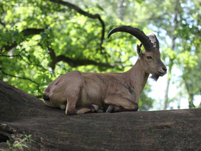 Partnerhoroskop Steinbock: Beziehungen mit anderen Sternzeichen-Partnern