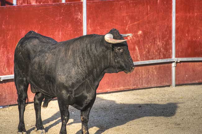 Liebe heute stier sternzeichen Stier Tageskarte