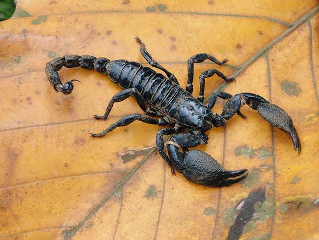 Skorpion Horoskop dieser Monat | Monatshoroskop kostenlos Skorpion Horoskop dieser Monat | Monatshoroskop kostenlos