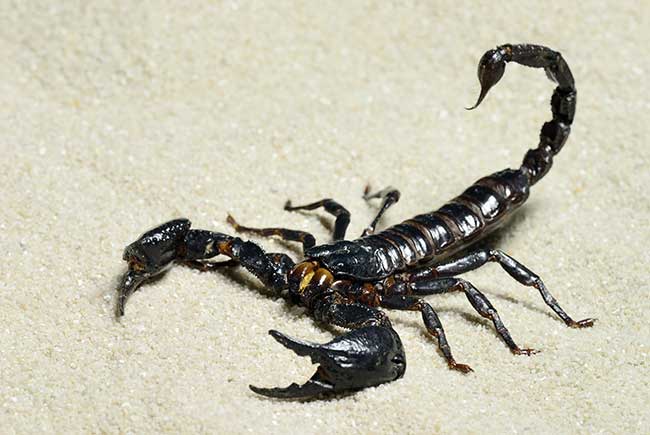 Glückszahlen Skorpion