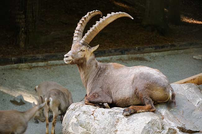 Steinbock mann wie sich verliebt ein Männlicher Steinbock.