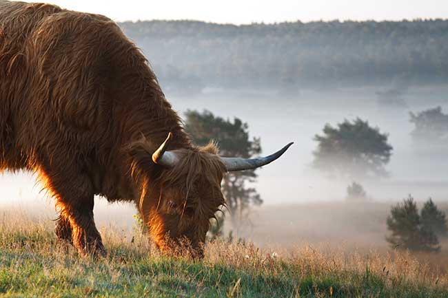 Sternzeichen Stier: Eigenschaften + Charakter von Mann und ...