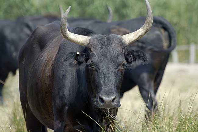 Stier Horoskop nächster Monat|Monatshoroskop kostenlos