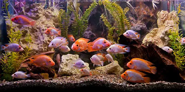 Tageshoroskop Fische morgen | Horoskop morgen Fische kostenlos Tageshoroskop Fische morgen | Horoskop morgen Fische kostenlos