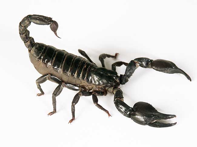 horoskop skorpion frau heute single