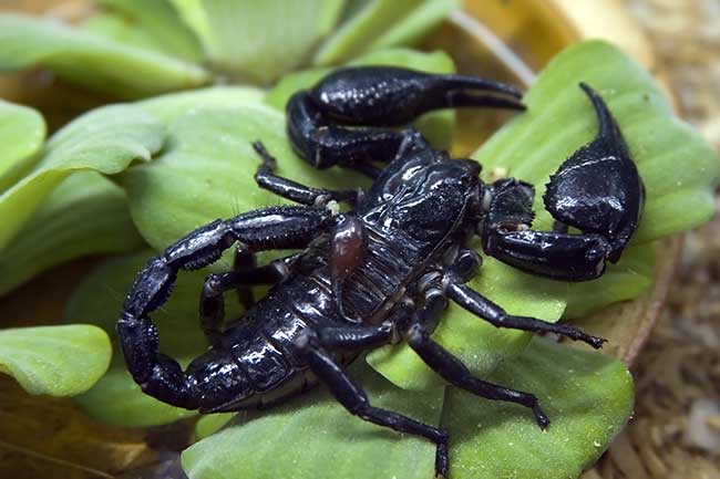 singlehoroskop skorpion frau)
