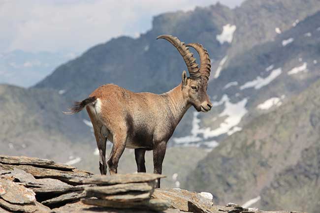 Tageshoroskop Steinbock morgen | Horoskop morgen Steinbock kostenlos