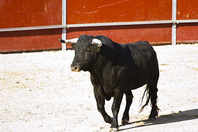 Heute stier Liebeshoroskop Stier