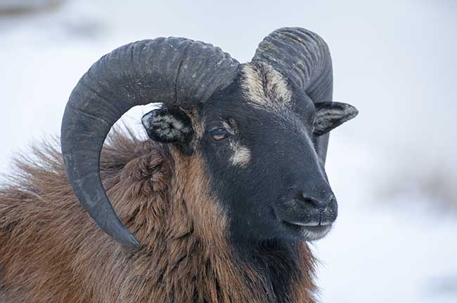 Morgen horoskop steinbock frau Die Steinbock