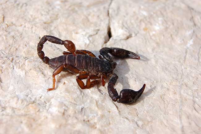 Singlehoroskop skorpion frau 2020