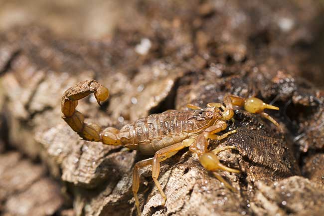 Wochenhoroskop Skorpion Kostenlos | Horoskop Skorpion nächste Woche